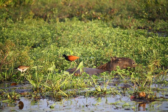 aves-y-carpincho-en-esteros